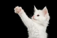 Portrait Of Little White Maine Coon Kitten Raising Paw On Isolated Black Background