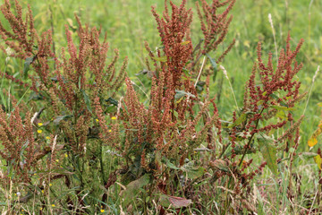 Wall Mural - Rumex acetosella, commonly known as red sorrel, sheep's sorrel, field sorrel and sour weed plant