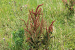 Rumex acetosella, commonly known as red sorrel, sheep's sorrel, field sorrel and sour weed plant