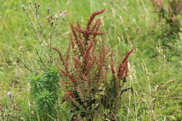 Wall Mural - Rumex acetosella, commonly known as red sorrel, sheep's sorrel, field sorrel and sour weed plant