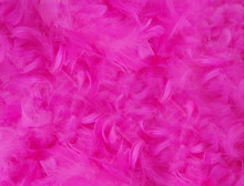 Pink Feather Texture Background