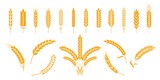 Fototapeta  - Wheat and rye ears. Barley rice grains and elements for beer logo or organic agricultural food. Vector illustration isolated heraldic shapes golden patterns rice and barley