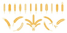 Wheat And Rye Ears. Barley Rice Grains And Elements For Beer Logo Or Organic Agricultural Food. Vector Illustration Isolated Heraldic Shapes Golden Patterns Rice And Barley