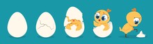 Hatching Chicken. Cartoon Baby Chick Birthday Step-by-step Process, Cute Flat Poultry Character. Vector Illustration Egg And Chick For Kids On Blue Background