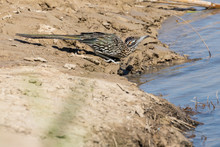 Wild Roadrunner In Big Bend National Park Going To The Rio Grande River To Get A Drink Of Water In Texas.