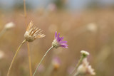 Fototapeta Dmuchawce - Steppe wildflowers. Selective focus. Early morning. Flowers