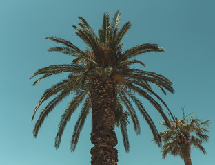 Palm trees against blue sky