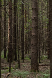 Fototapeta  - spring Russian spruce forest in the afternoon