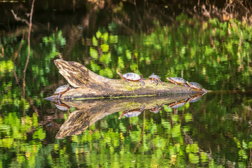 Wall Mural - Five painted turtles sitting on a log in the sun