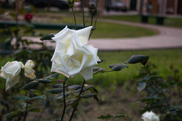 white flowers in the garden