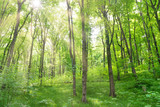 Fototapeta Las - Green forest landscape with trees and sun light going through leaves