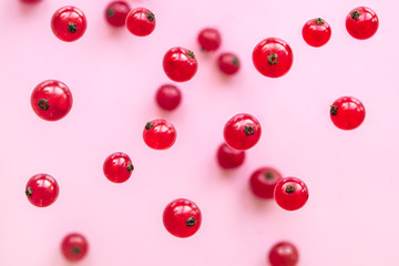 Red currant berries are falling on a pink background.  Healthy eating concept.