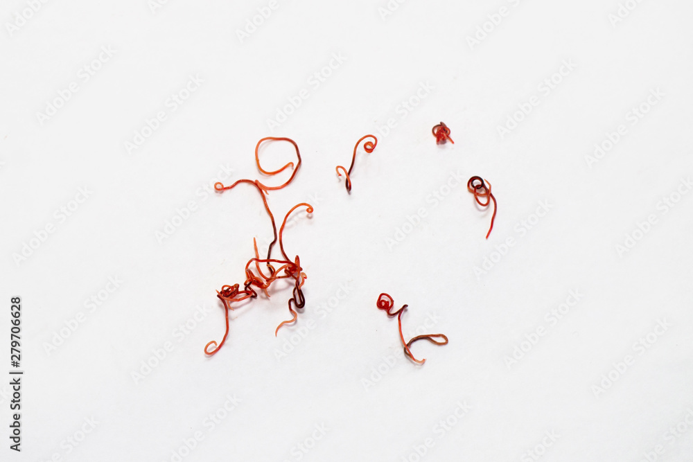 red parasites worms on a white background. Thin helminths that live in ...