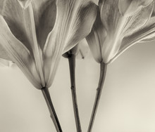 Tiger Lilly In Sepia