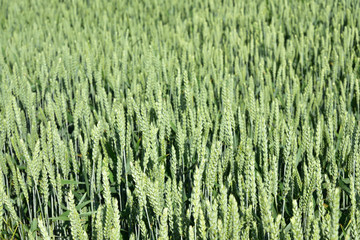 Background of a green wheat field in Germany