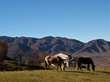 Fototapeta Konie - Caballos en el valle