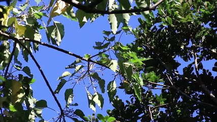 Poster - Galhos de árvore e céu azul