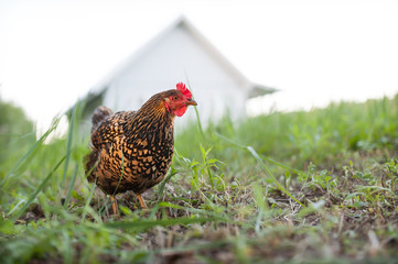 Wall Mural - Free range chicken russian breed Kuchinskaya-Ubileynaya walking in the field against background of the village wooden grey house