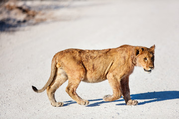 Canvas Print - Young lion in Africa