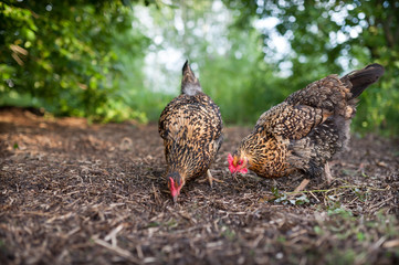 Wall Mural - Chickens walk freely in the yard and dig in the ground. Two beautiful chickens looking for food in last year's straw. Chicken of the Russian breed Kuchinskaya-Jubileinaya, walks outdoor 