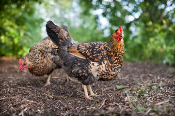 Wall Mural - Beautiful chicken of the Russian breed Kuchinskaya-Jubileinaya, walks in the yard against the background of green trees and bushes. The mottled chicken stands outdoor and looks into the frame