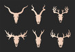 © nadezhdash - Vector set of six hand drawn gold silhouettes skulls of horned animals: stag, roe deer, moose and antelope on black background.