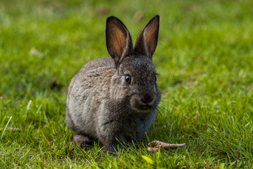 cute tiny grey bunny sitting on green grasses in the park while staring at you and chewing a grass in its mouth