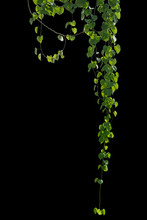Plant Leaves Tropic Creeping Plant Isolated On Black Background. Clipping Path