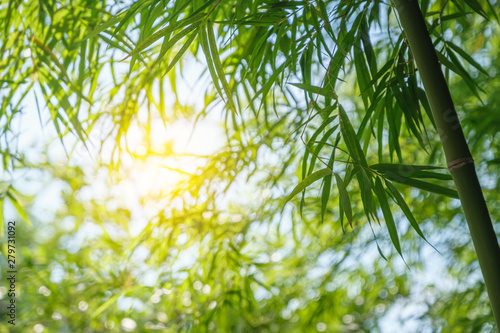 Dekoracja na wymiar  bambusowe-drzewo-park-natura-na-zewnatrz