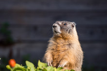 A Close Up Shot Of A Cute Ground Hog Standing In The Garden Ground Under The Sun Looking Around Cautiously 