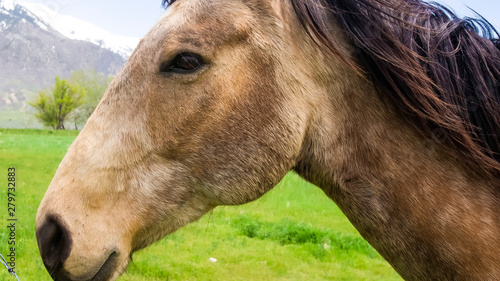 Panorama Side View Of A Brown Horse With Black Mane Against Barbed Wire Fence And Field Buy This Stock Photo And Explore Similar Images At Adobe Stock Adobe Stock