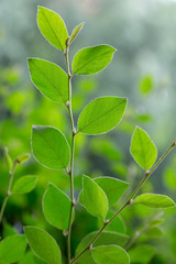 Wall Mural - Summer branch with fresh green leaves background