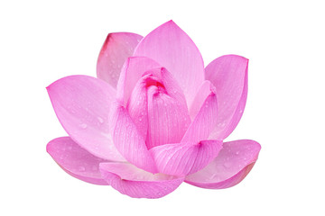 Pink lotus flower on a white background