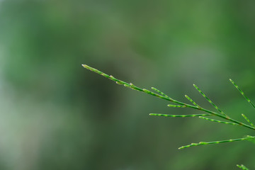 Wall Mural - Pine leaves have joints arranged together until very long.