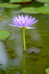 Wall Mural - pink water lily in pond