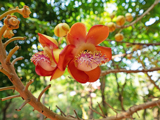 Close up Cannonball Tree Flower Isolated on Bokeh Background