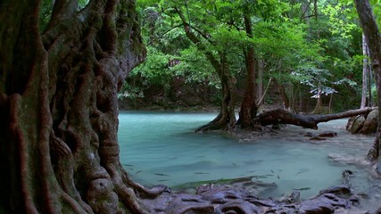 Wall Mural - Mysterious magical Erawan cascade waterfall. Kanchanaburi National Park, Thailand. Ancient trees growing in turquoise water. Fishes swimming in azure lake. Tropical paradise. Amazing lush vegetation