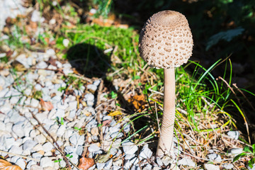 A group of mushrooms in the forest