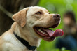 © Alex - Animal photography. Happy and joyful yellow labrador on a walk in the forest