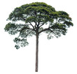 © tawin - The tree is completely separated from the white background.