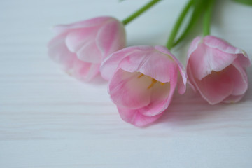 Wall Mural - Three lilac pink tulips on a white wooden table, background wallpaper postcard copy space