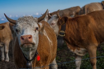 Beautiful swiss alps mountains. Alpine meadows. Farm. Cows.