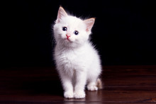 Little White Kitten On A Dark Wooden Floor On A Black Background