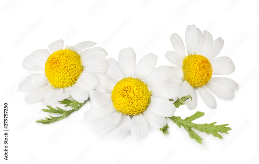 Beautiful chamomile flowers on white background