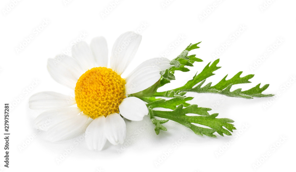 Beautiful chamomile flower on white background - obrazy, fototapety, plakaty 