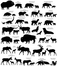 Collection Of Animals With Cubs Living In The Territory Of North And South America, In Silhouette