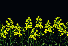 Set Of Canola Flower And Oil