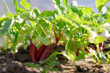 Wall Mural - Red radish growing in the garden.