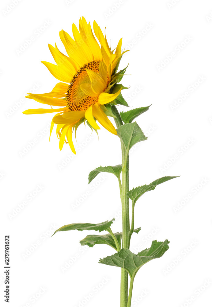 Beautiful sunflower on white background