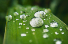 Water Droplets On The Leaf Of The Plant. Very Shallow Depth Of Field.